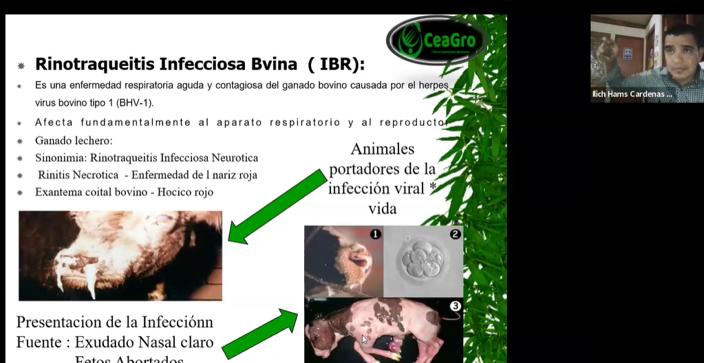 ENFERMEDADES INFECIOSAS BOVINOS 5:ONFALOFLEBITIS, ENFERMEDAD DE LAS VACAS LOCAS, ENFERMEDAD RESPIRATORIA 